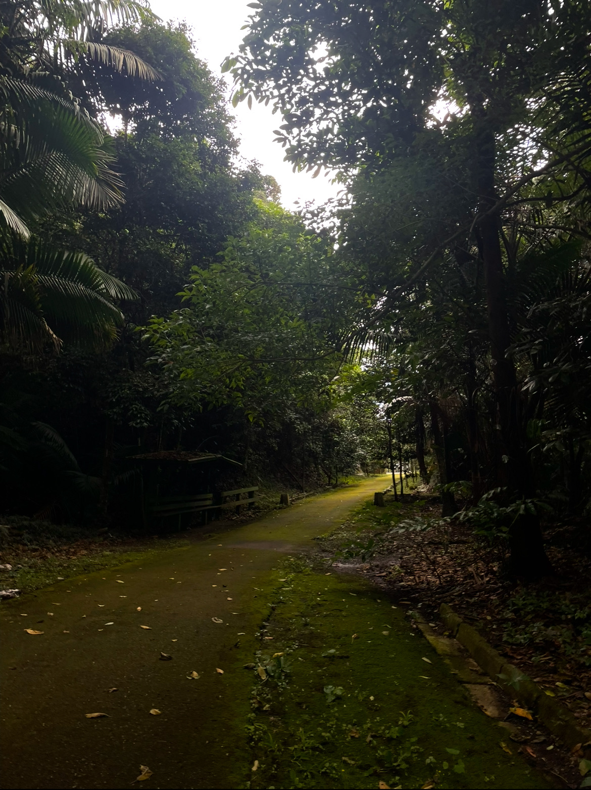 Cerro Monte Guilarte - Foto 2
