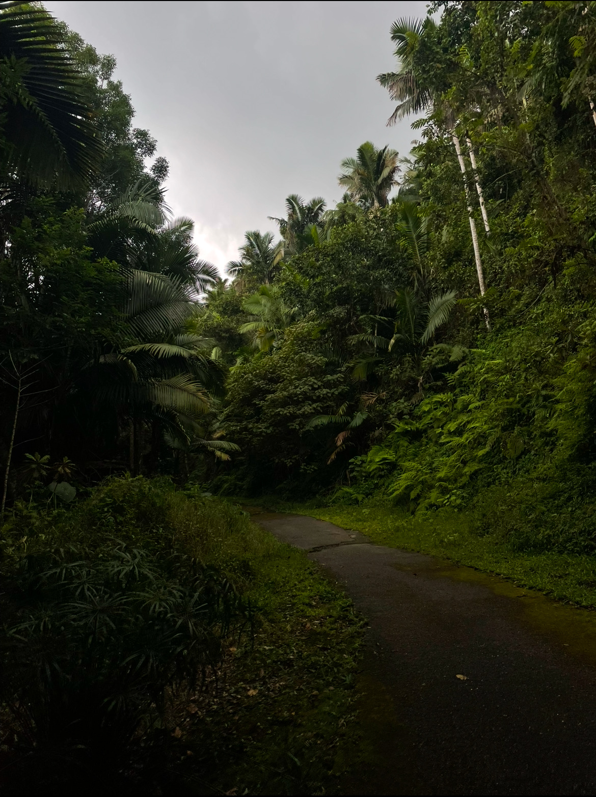 Cerro Monte Guilarte - Foto 3