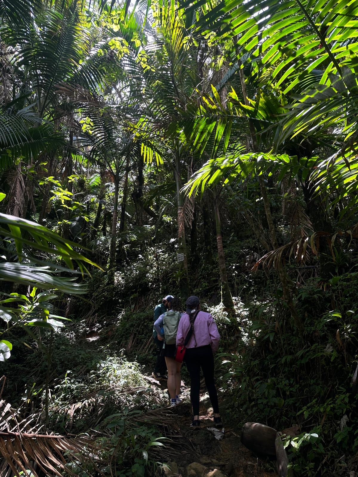 Cerro Monte Guilarte - Foto 4
