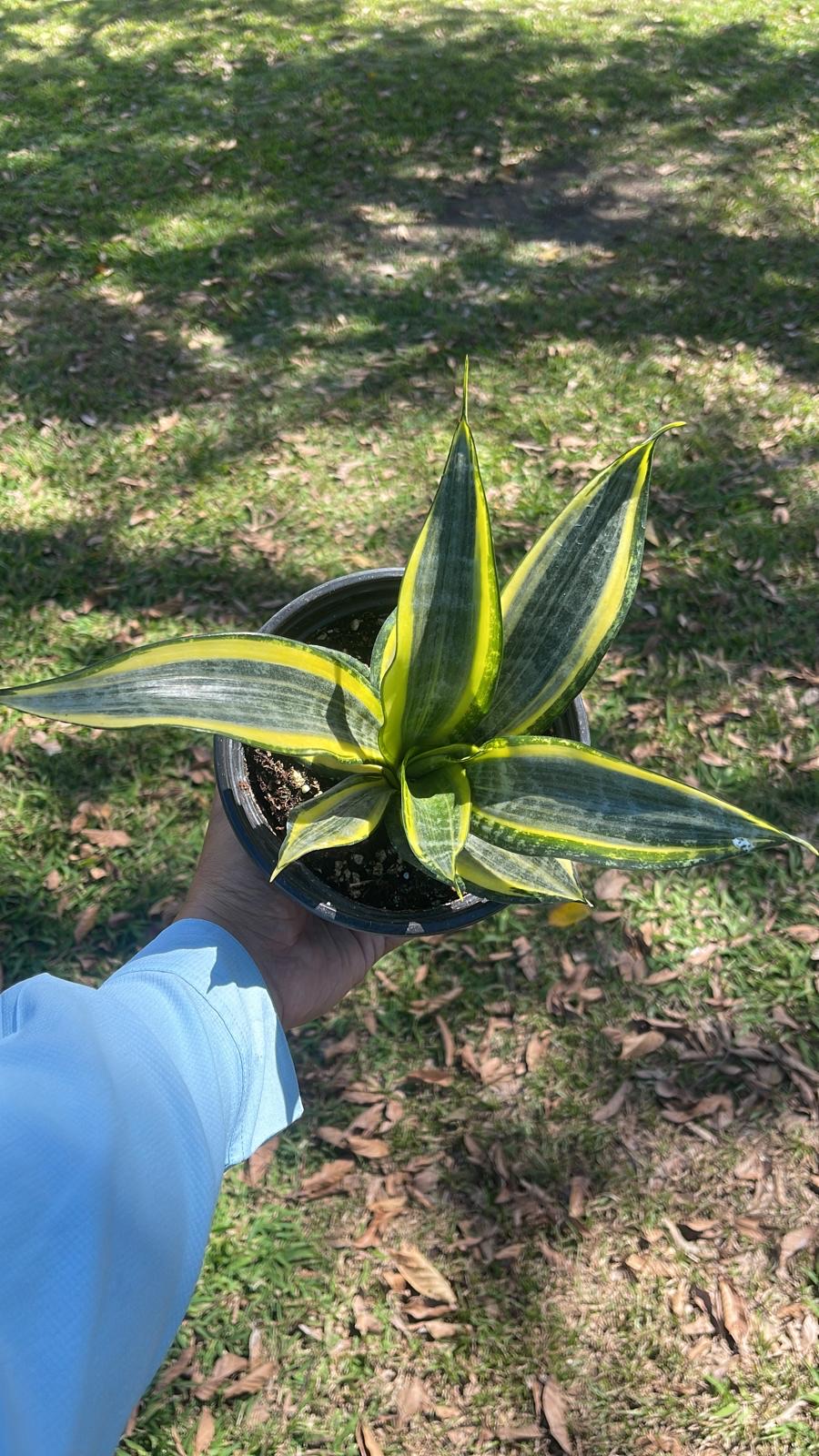 Stella Di Mare Nursery - Foto 4