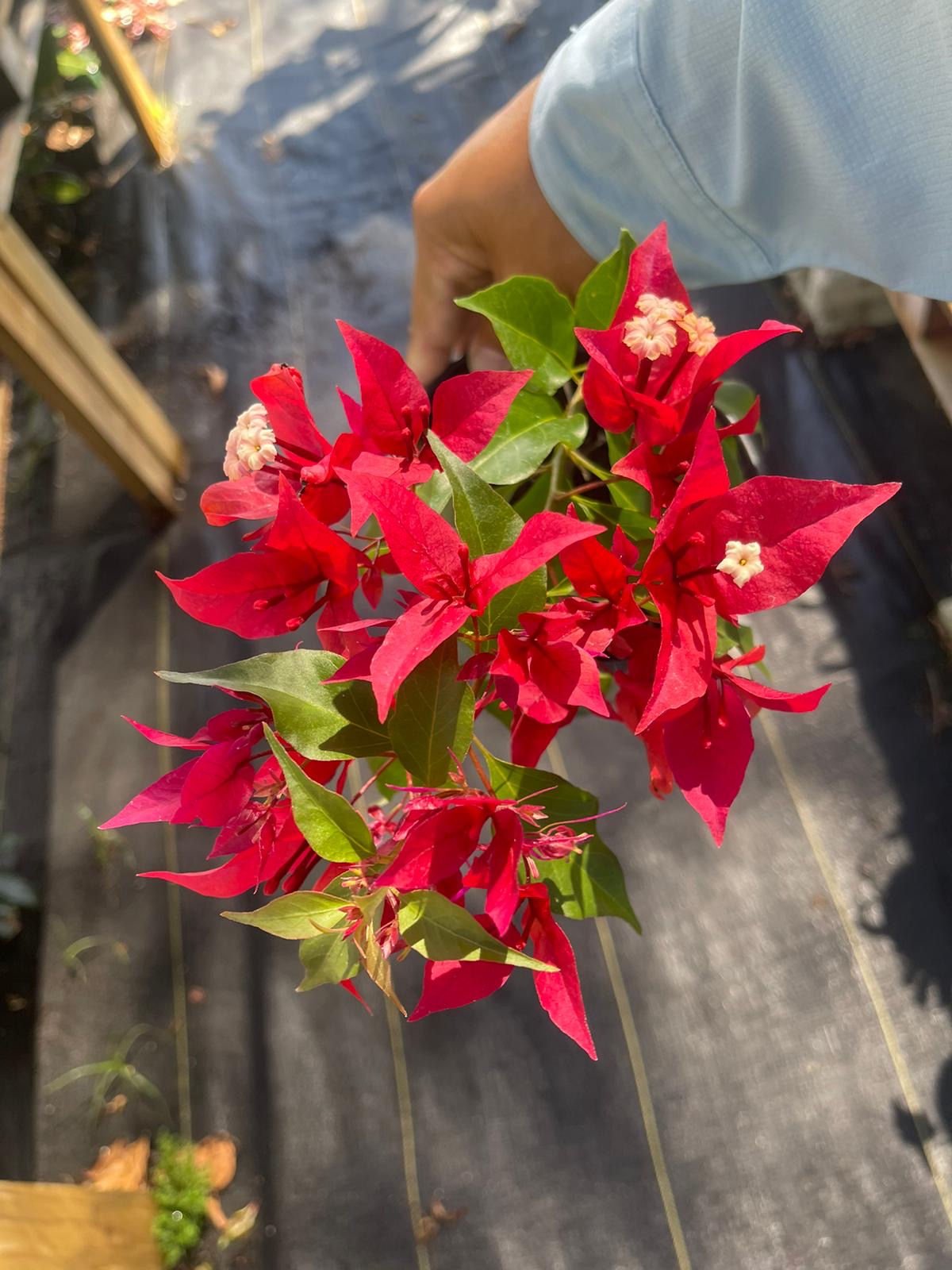 Stella Di Mare Nursery - Foto 3