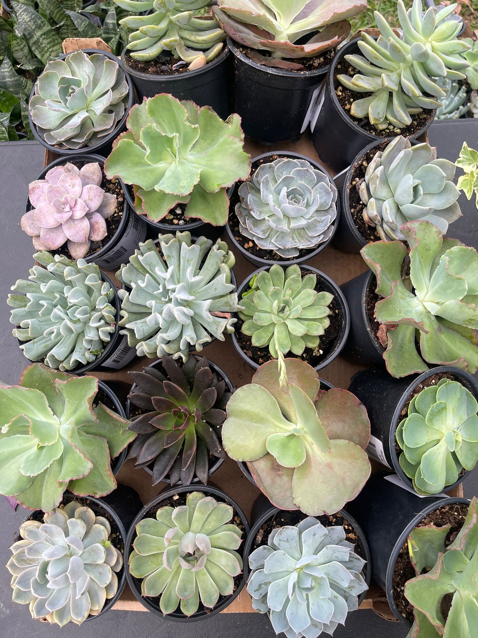 Stella Di Mare Nursery - Foto 5