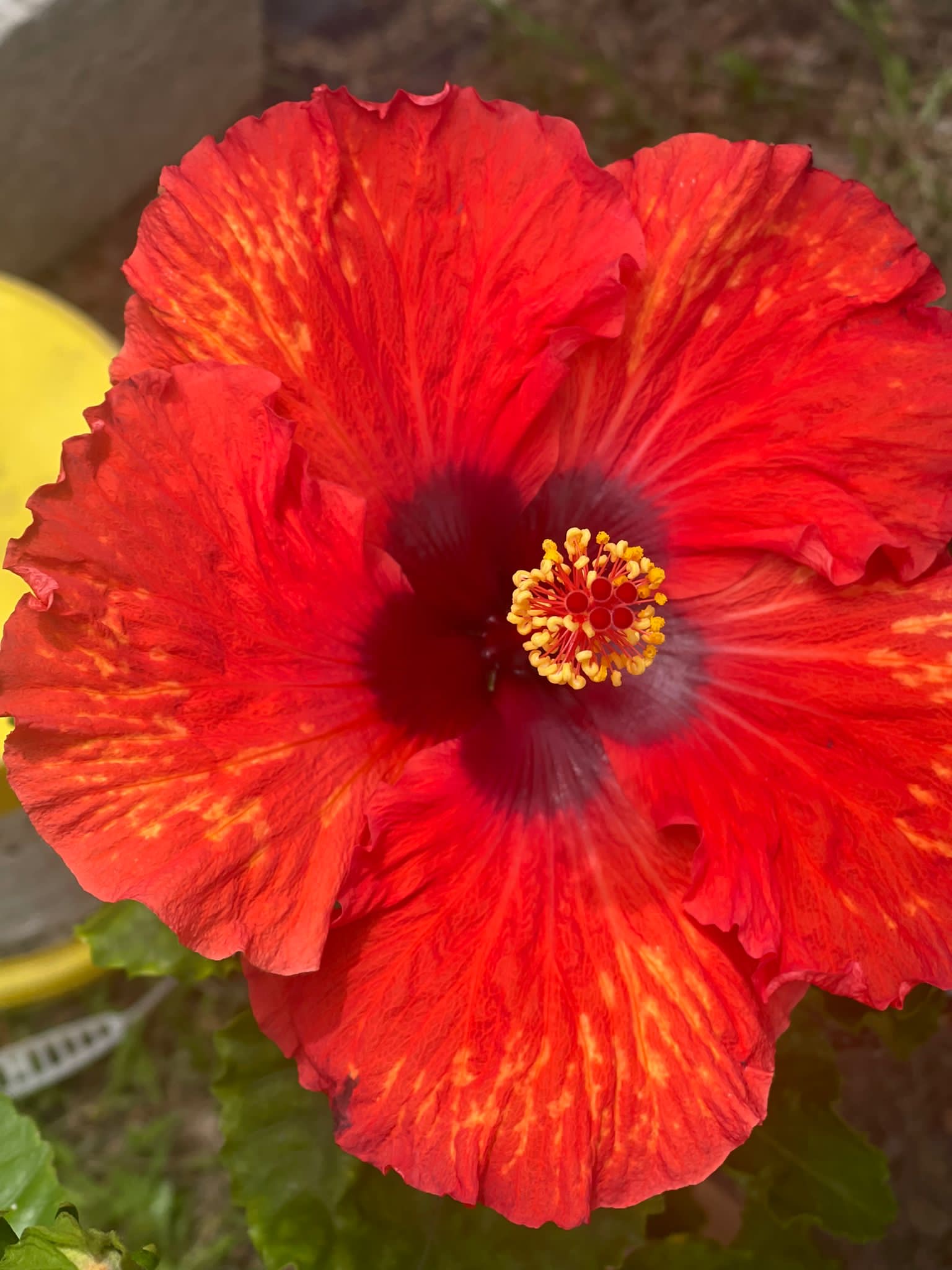 Stella Di Mare Nursery - Foto 6