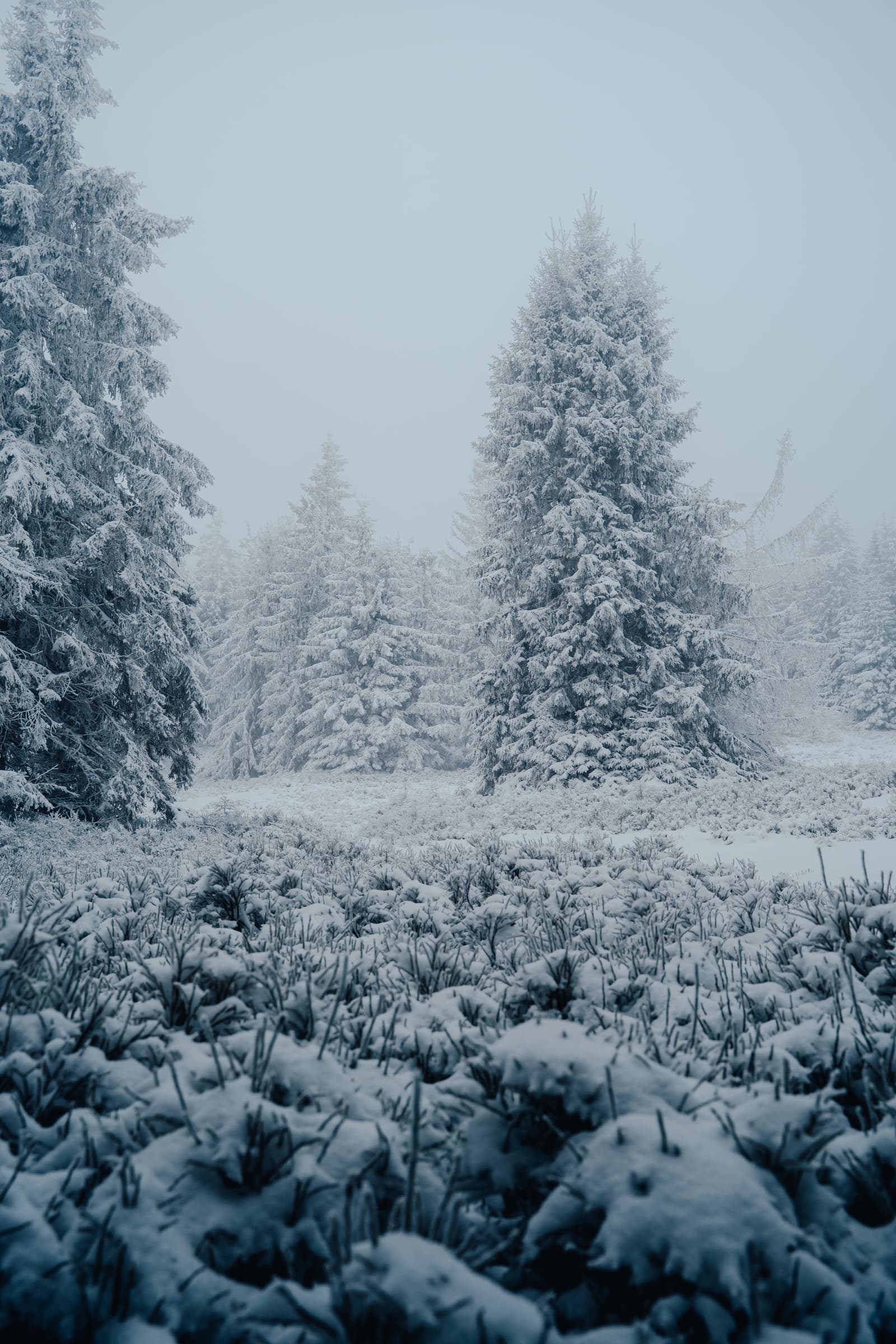 Frost-Laden Spruces In Fog