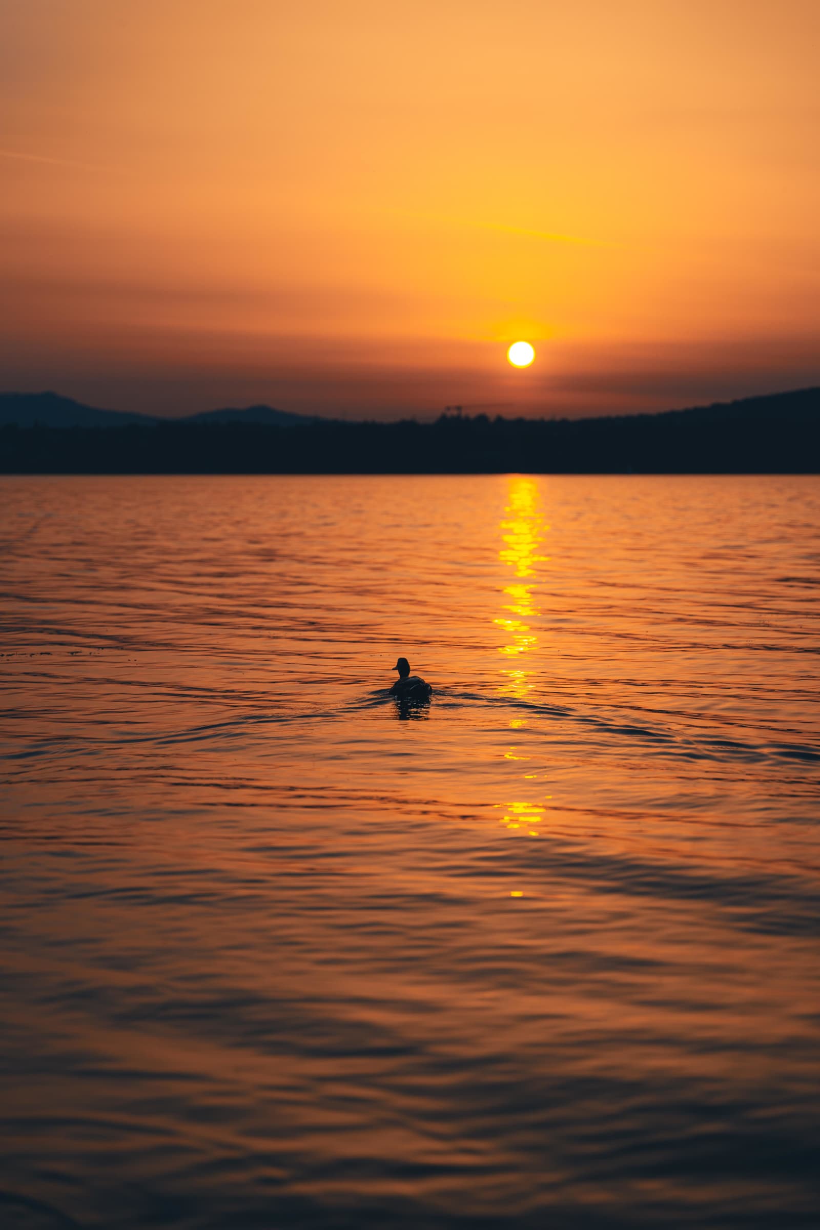 Duck swimming towards the setting sun
