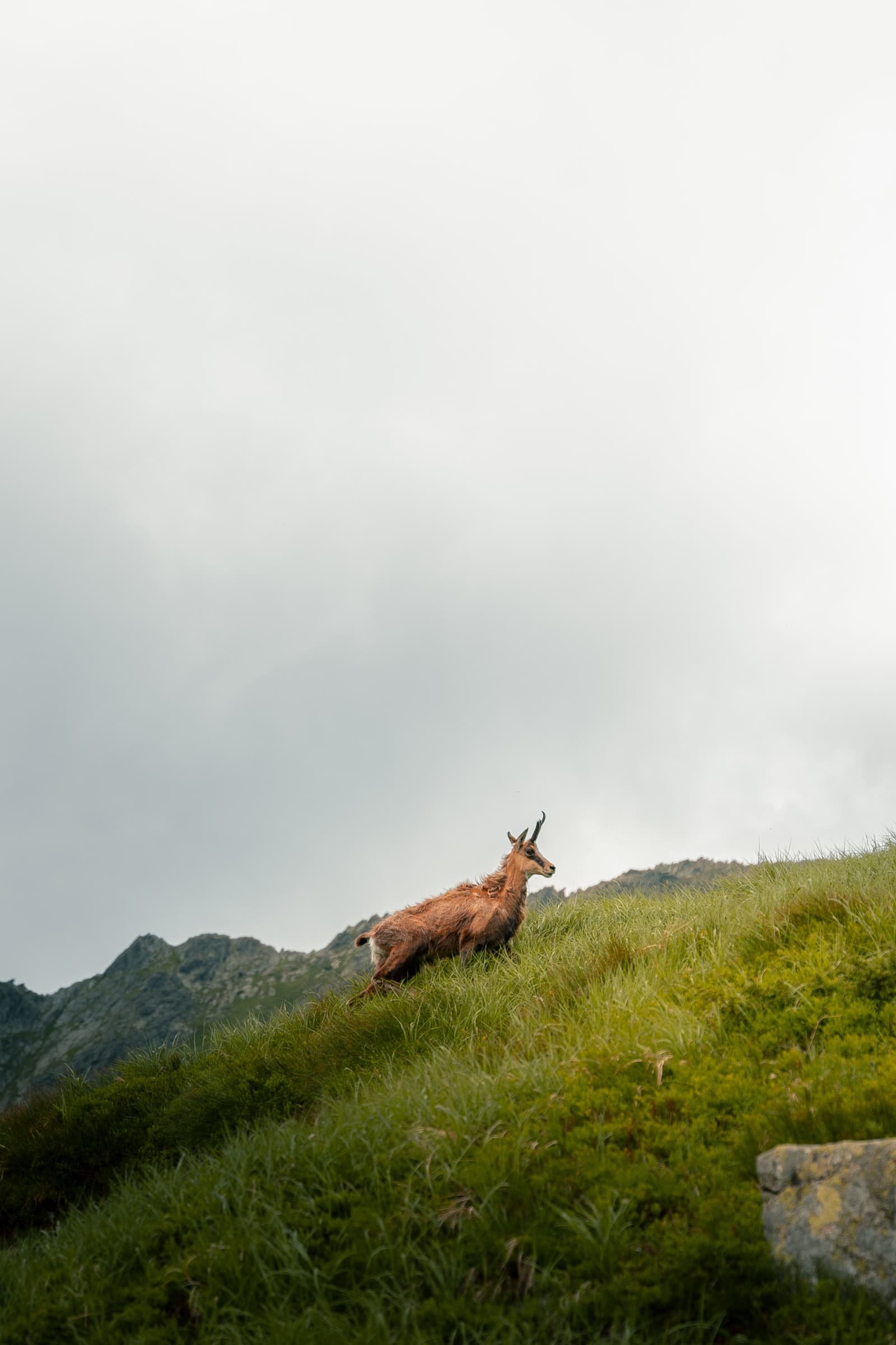 Mountain Goat