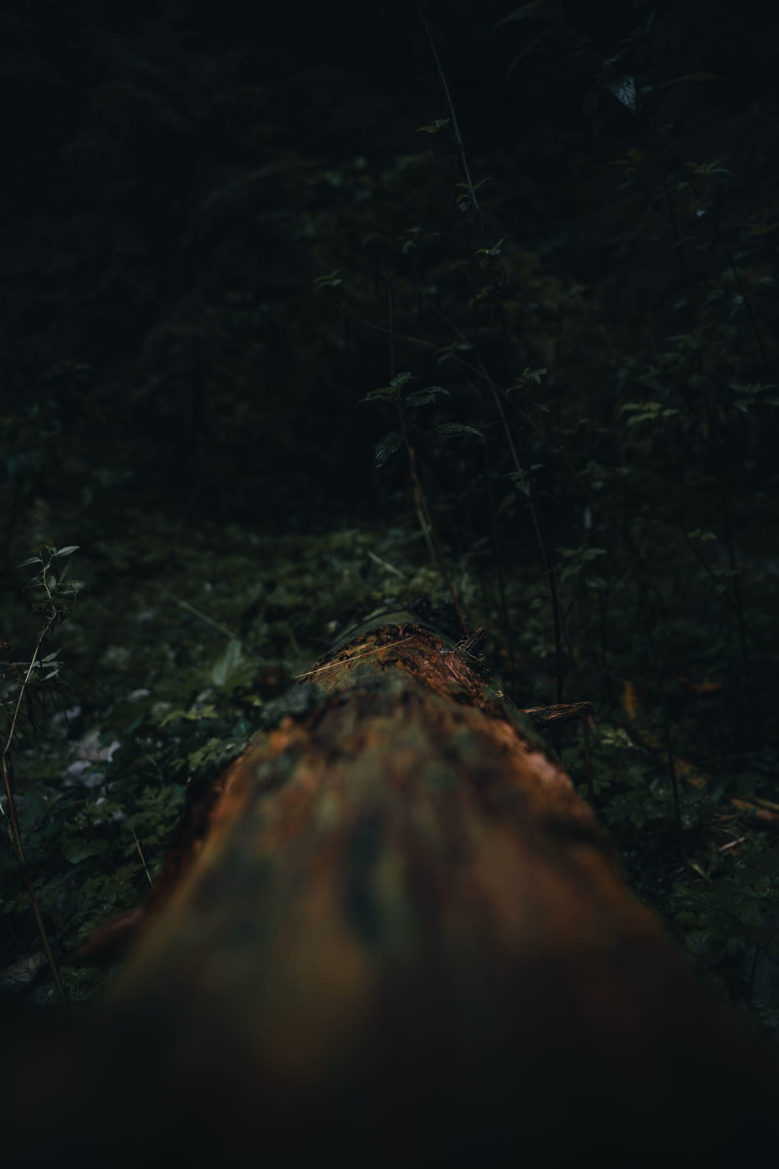 Dead tree