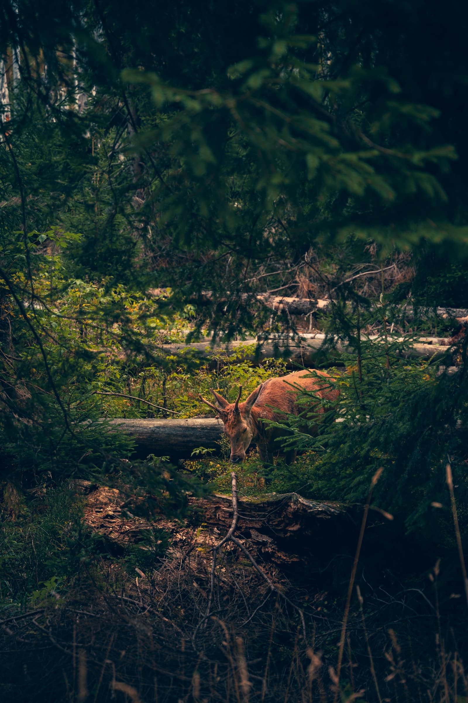 Deer