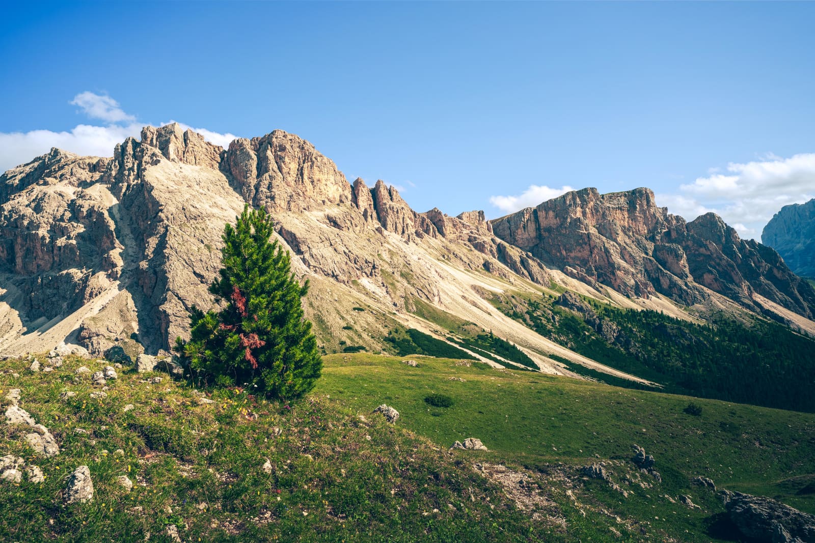 Samotna sosna pod graniami Dolomitów