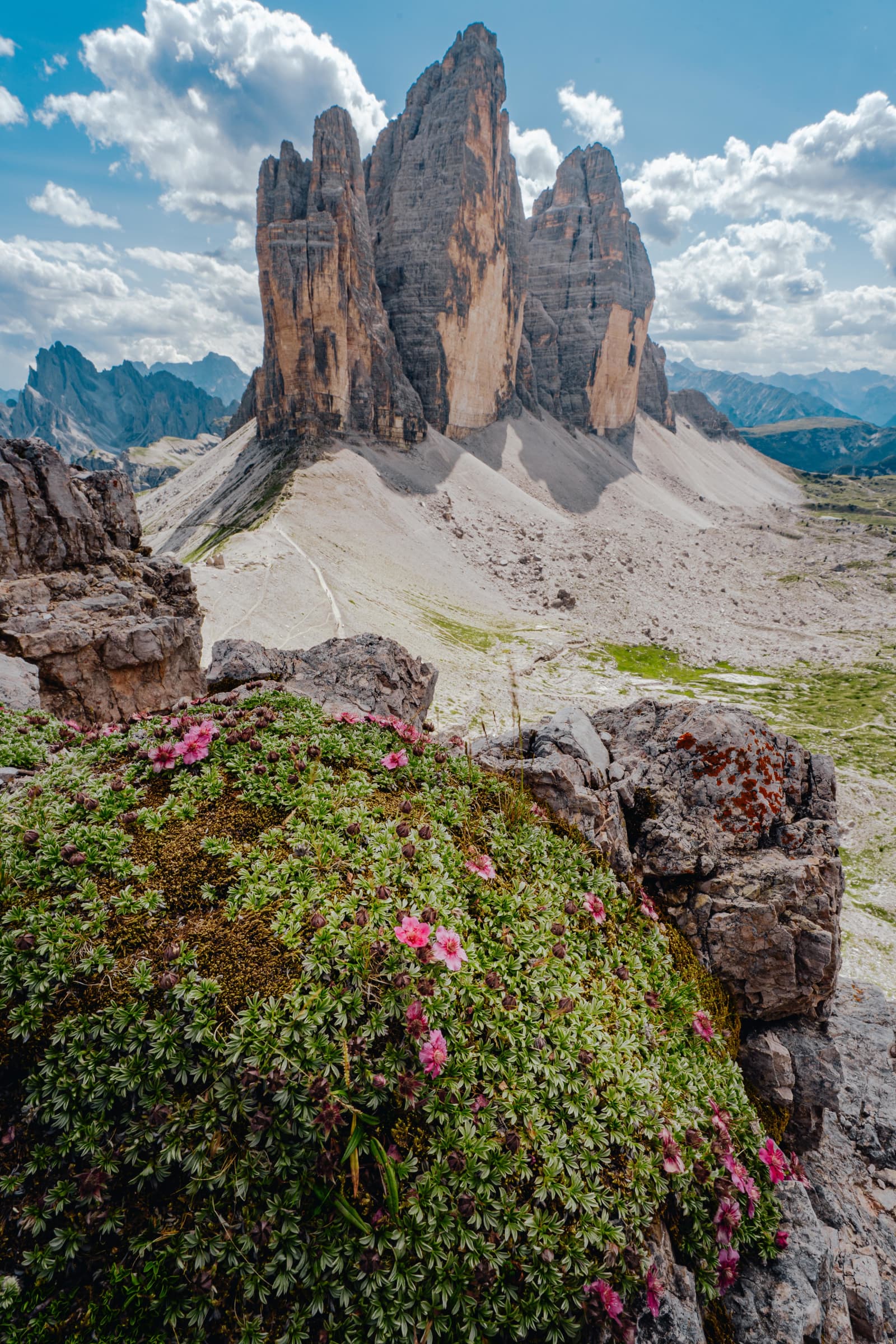 Alpejskie kwiaty pod Tre Cime di Lavaredo