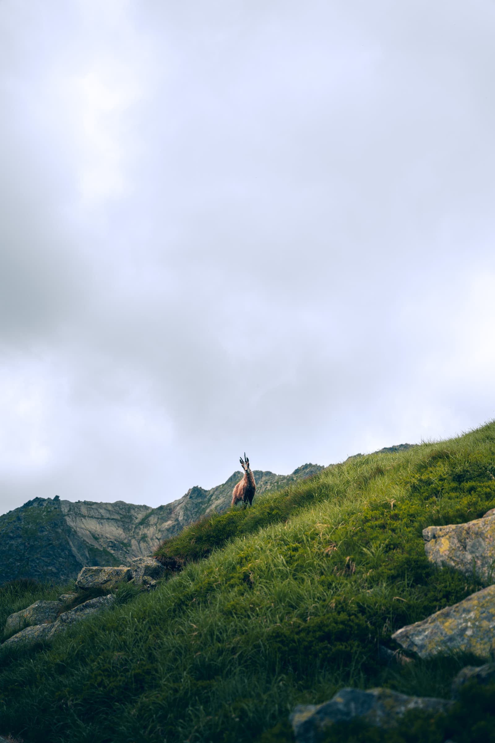 Mountain Goat