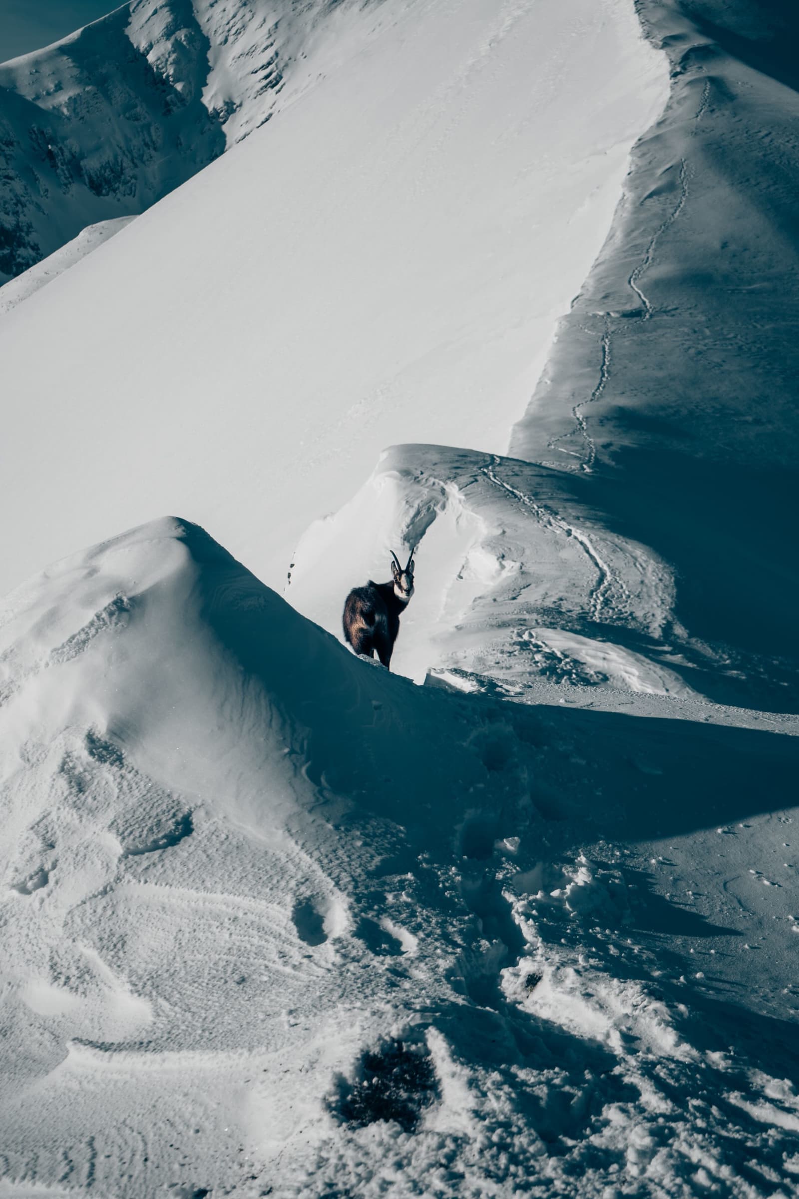 Mountain Goat