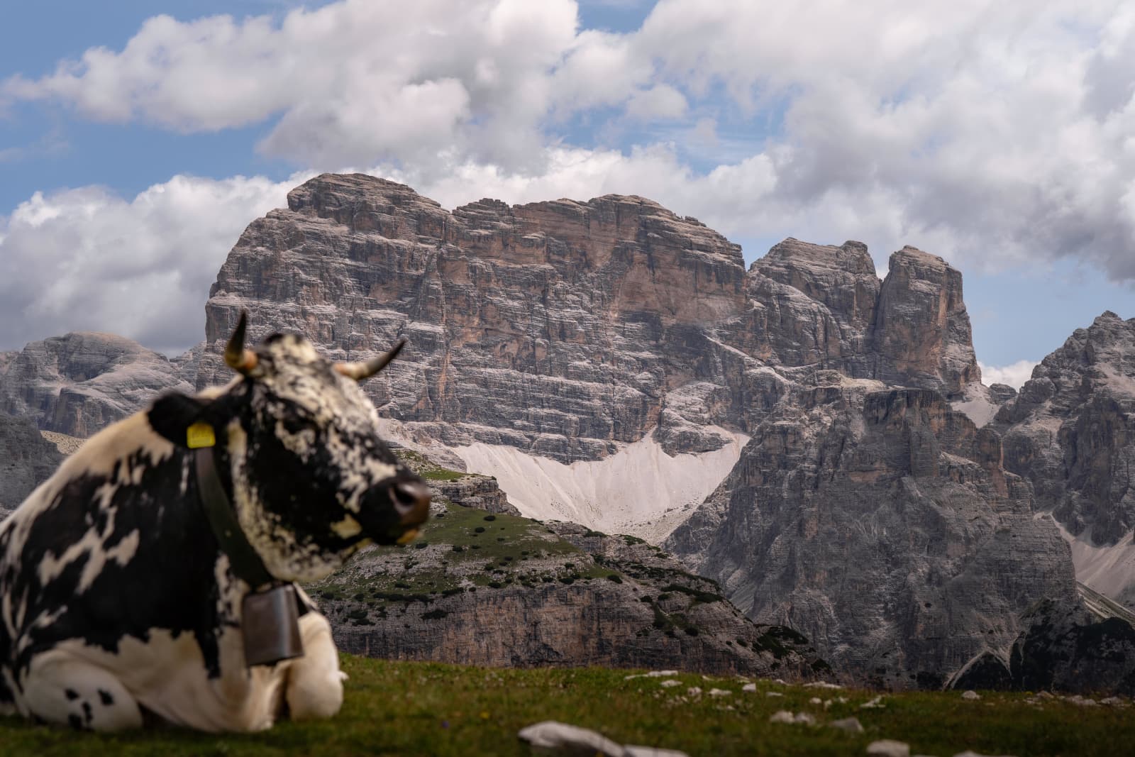 Odpoczywająca krowa pod wapiennymi ścianami Dolomitów
