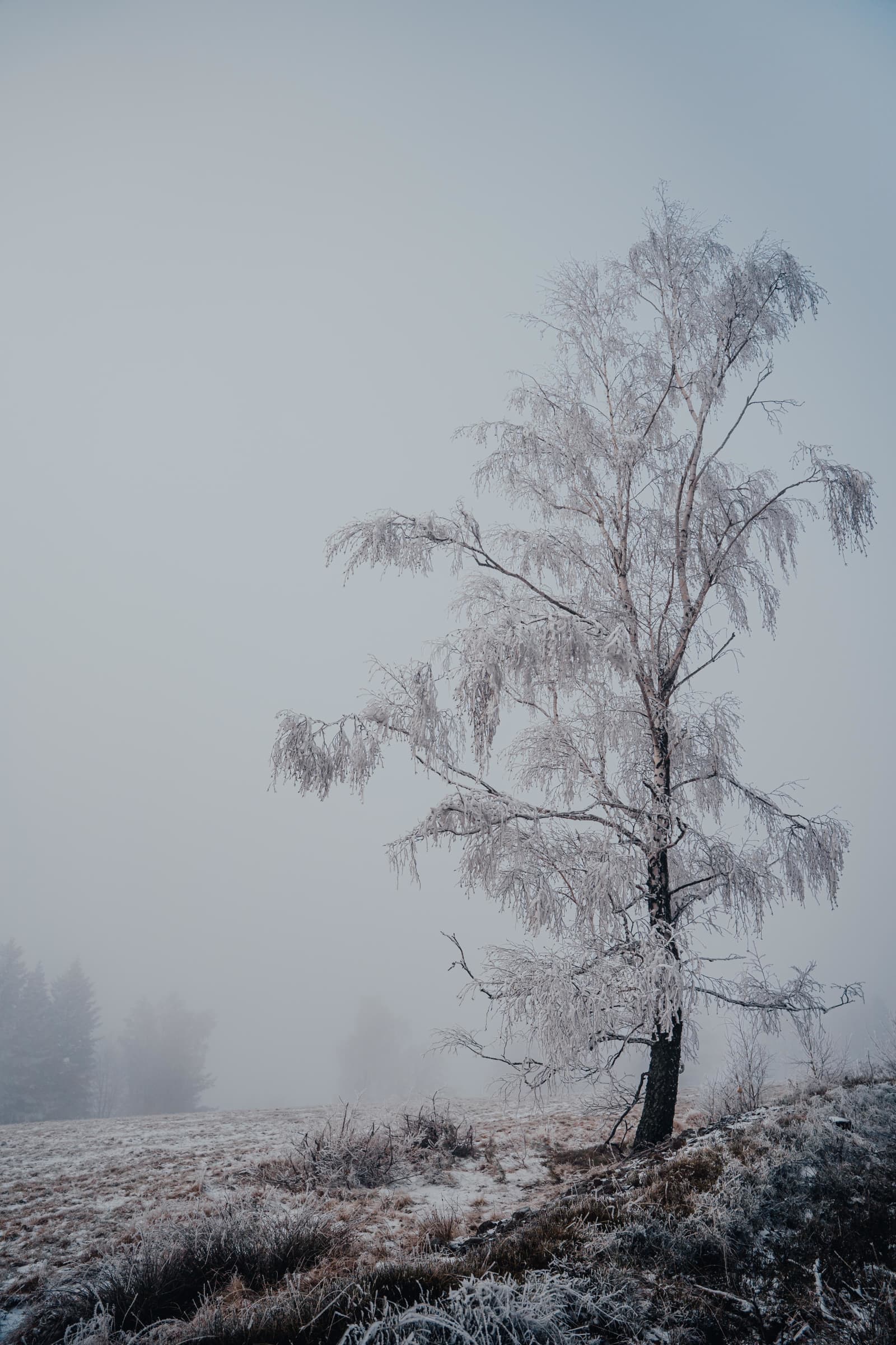 Frost-Laden Birch On Kiczera Ridge