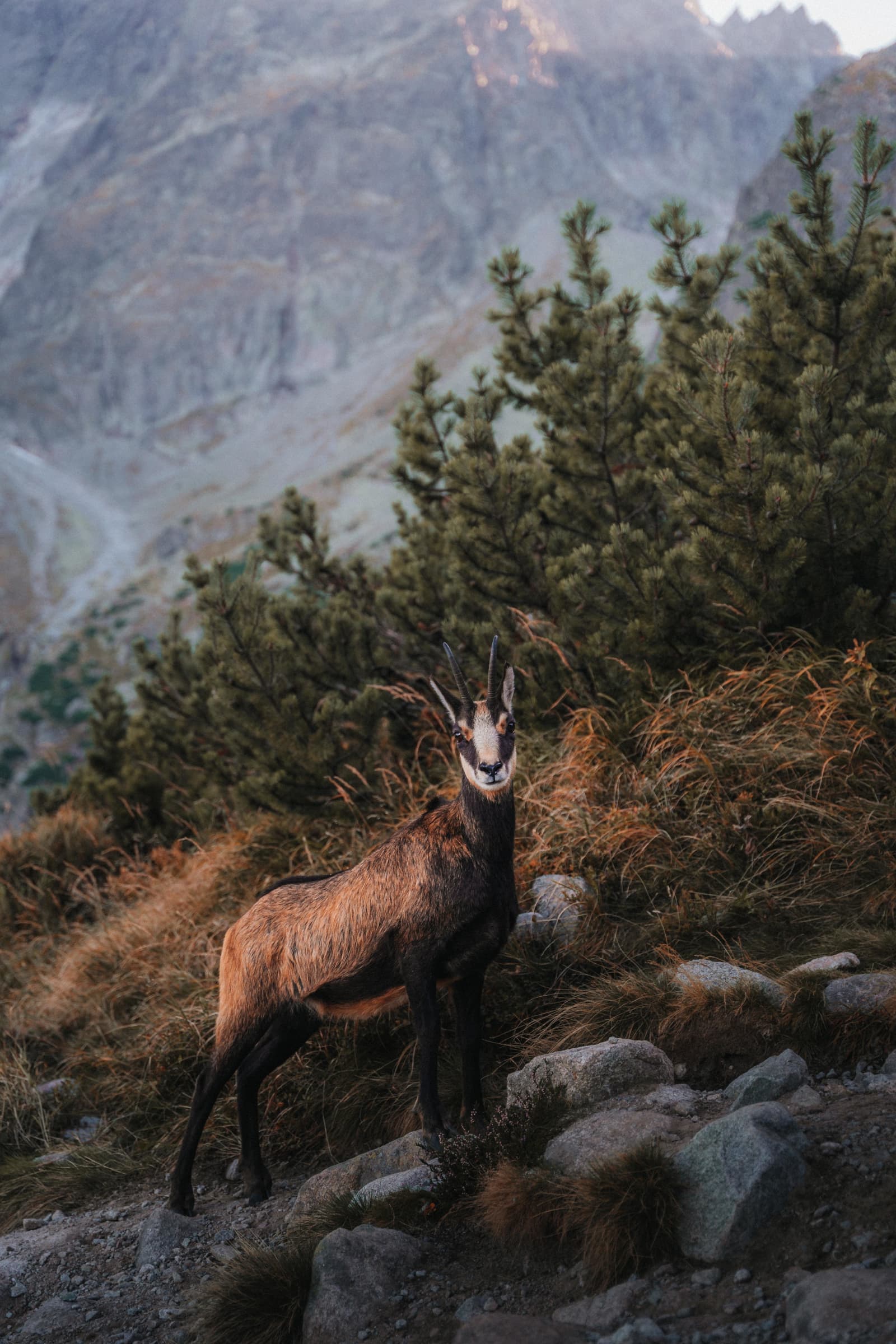 Mountain Goat