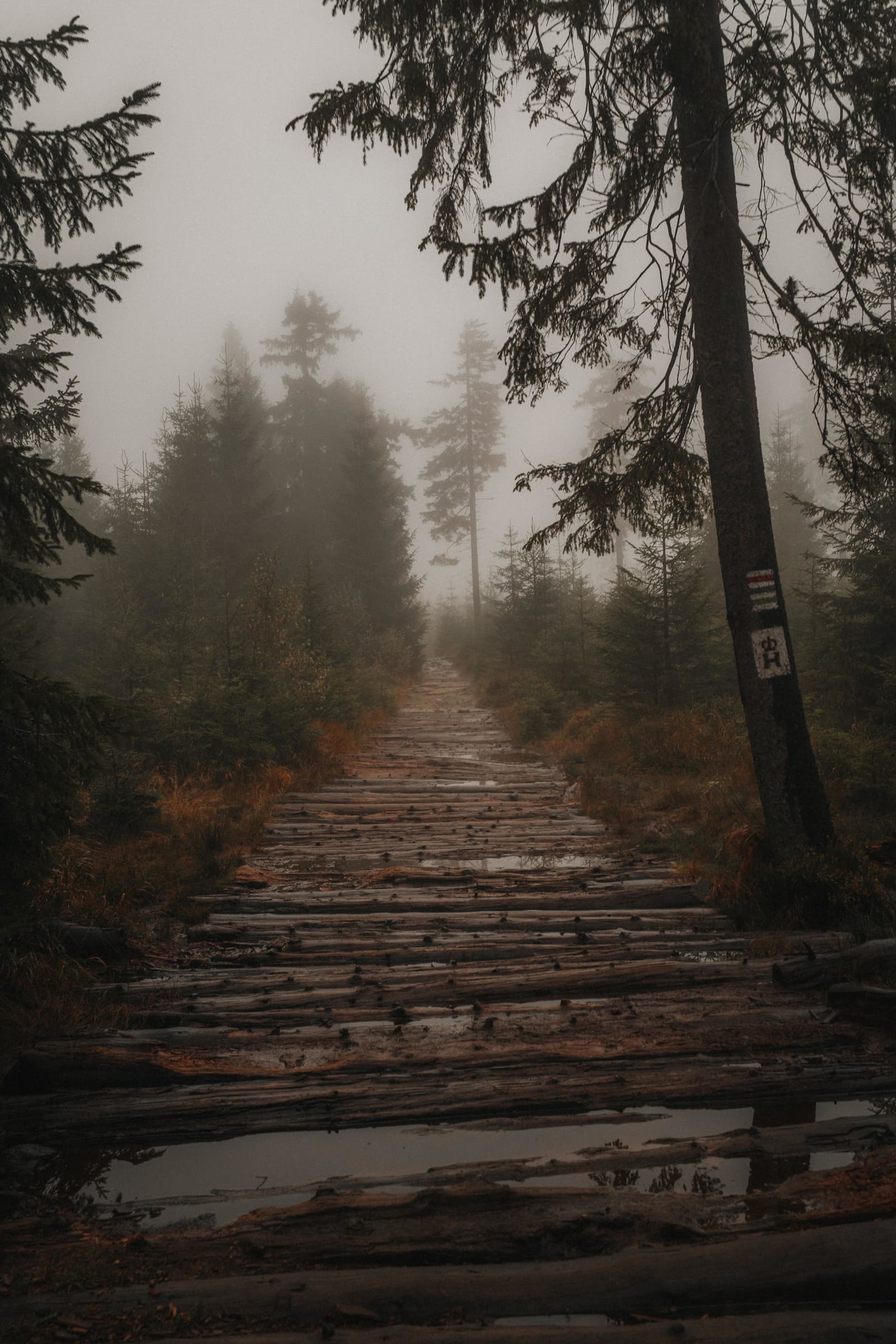 Misty Log Trail To Barania Góra