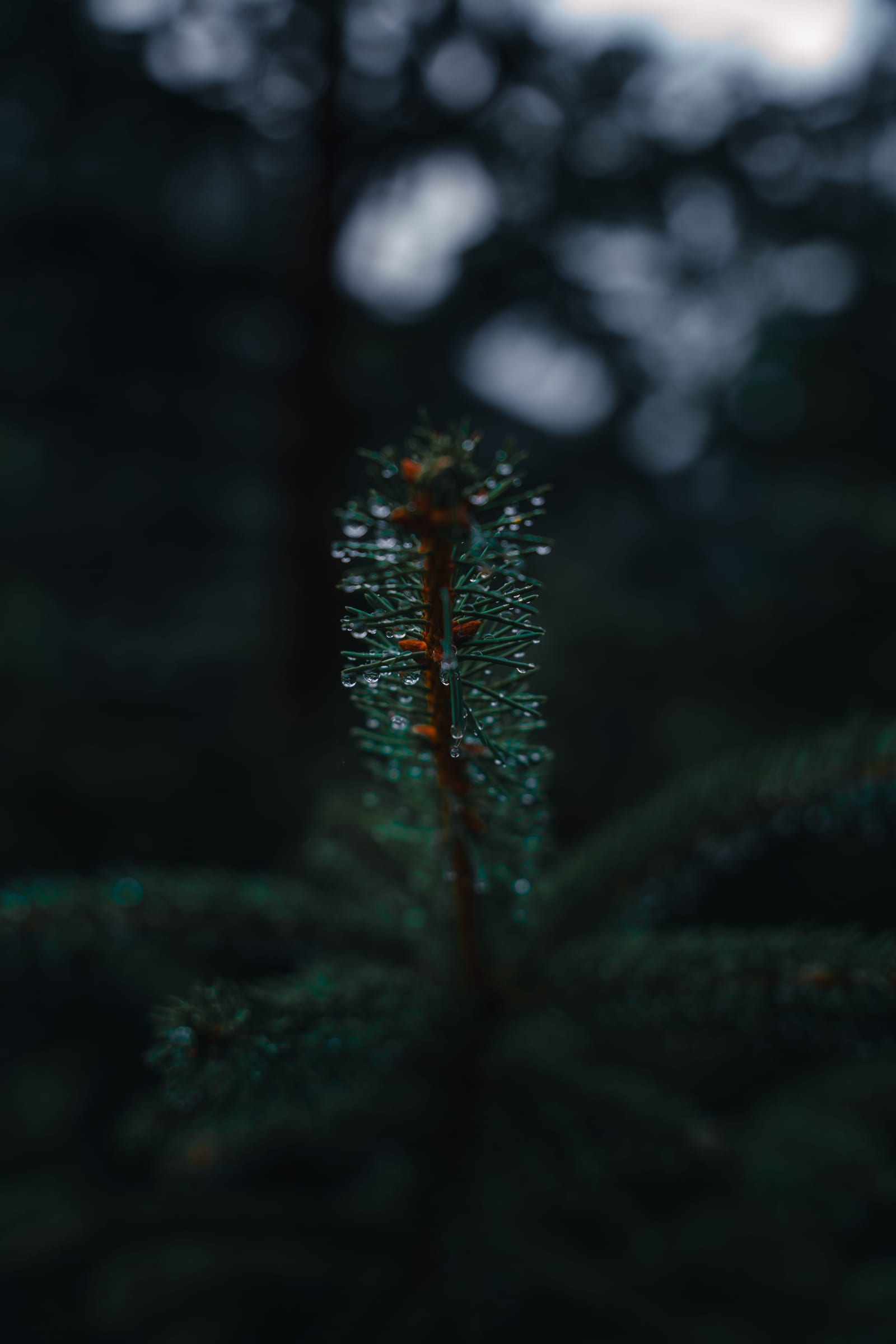 Water droplets
