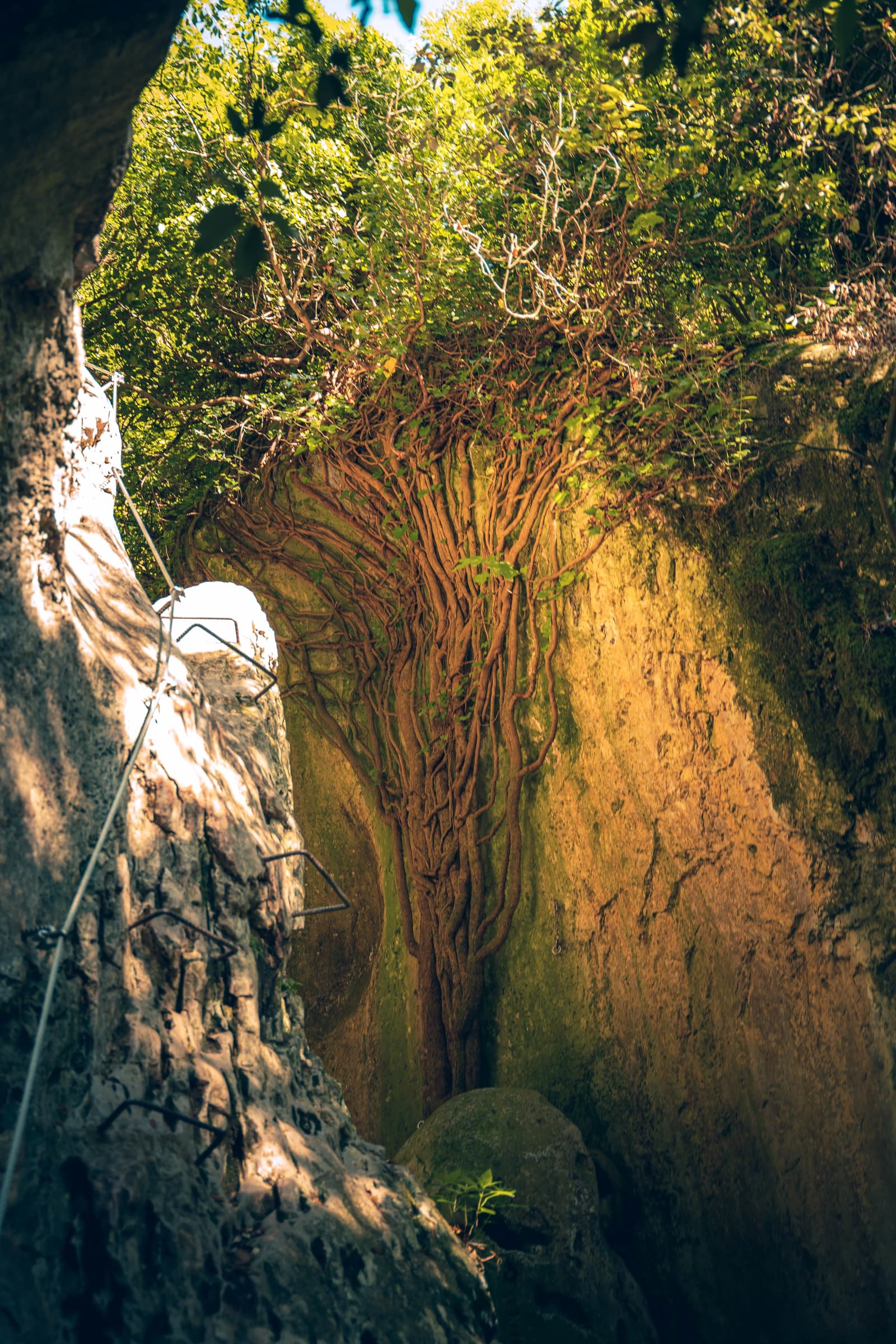 Drzewo na Via Ferrata Rio Sallagoni