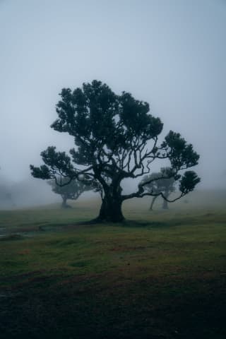 Fanal Forest