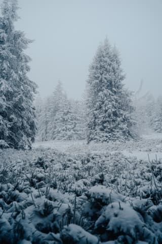 Frost-Laden Spruces In Fog