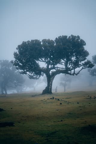Fanal Forest