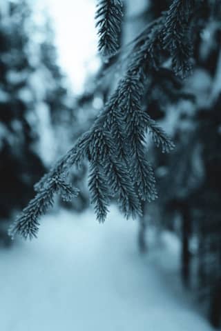 Frozen tree