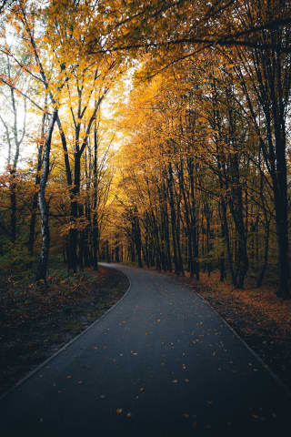 Autumn in Silesia Park