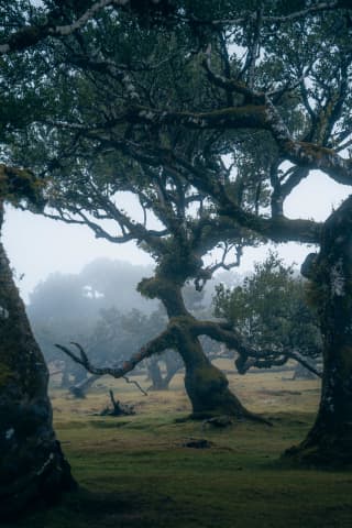 Fanal Forest