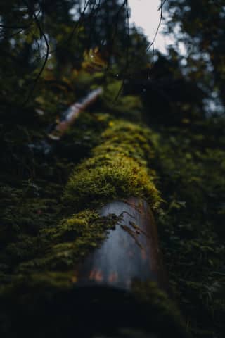 Moss
