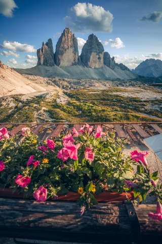 Petunie na tarasie Rifugio Locatelli pod Tre Cime