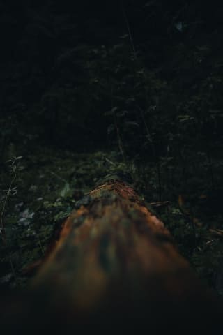 Dead tree