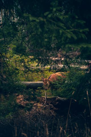 Deer