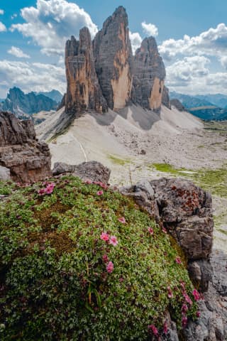 Alpejskie kwiaty pod Tre Cime di Lavaredo