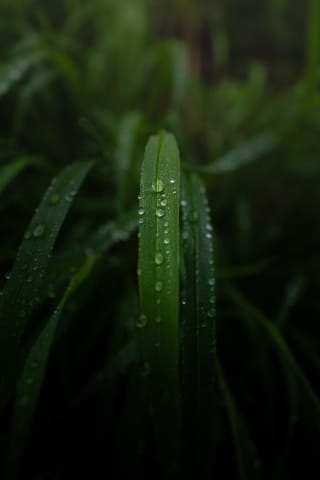 Rain Beads On Wielka Fatra Grass