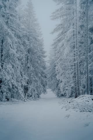 Frozen Spruce Corridor