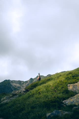 Mountain Goat