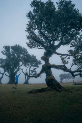 Fanal Forest