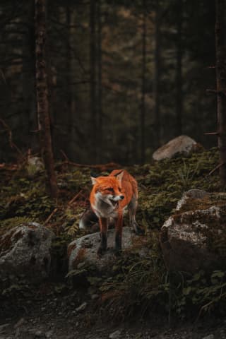 Fox