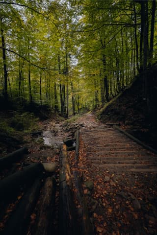 Wooden Steps Climbing Toward Barania Góra