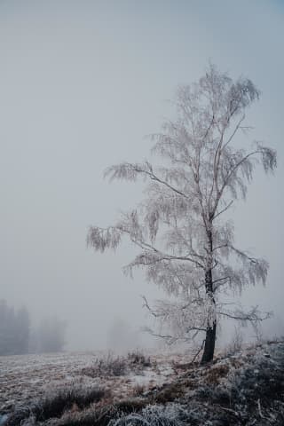 Frost-Laden Birch On Kiczera Ridge
