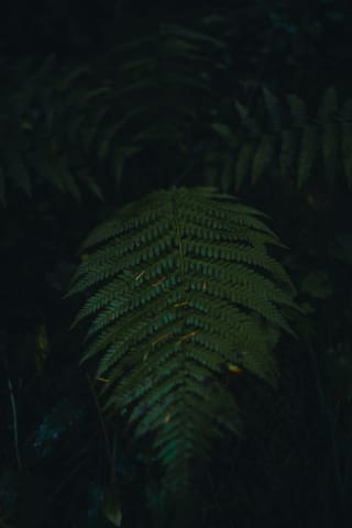 Ferns