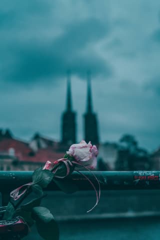 Róża na tle katedry św. Jana Chrzciciela