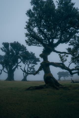 Fanal Forest