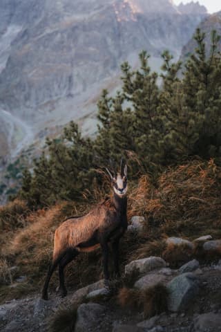 Mountain Goat