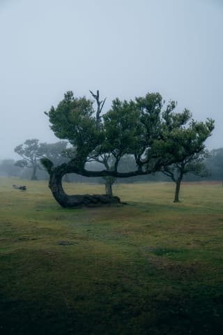 Fanal Forest