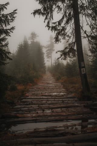 Misty Log Trail To Barania Góra