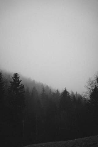 Fog Swallowing The Spruces Of Kiczera
