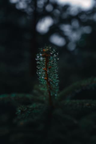 Water droplets