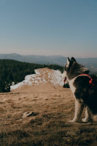 Husky Watching Melting Snow Below Redykalna