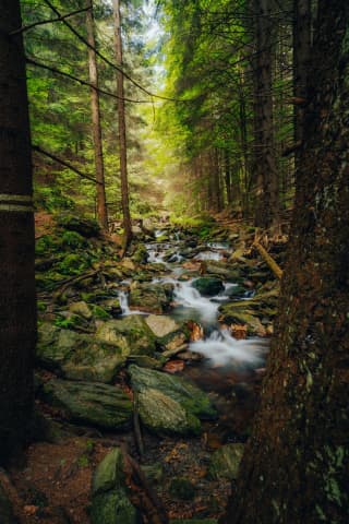 Forest Stream On The Way To Pradziad